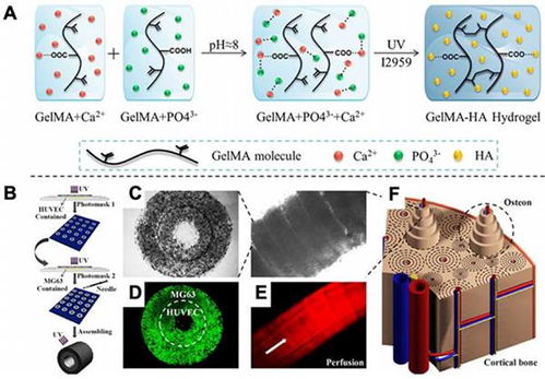 光聚合生物材料與基于光的3D打印策略 生物基材料在生物醫(yī)學(xué)應(yīng)用中的前沿綜述